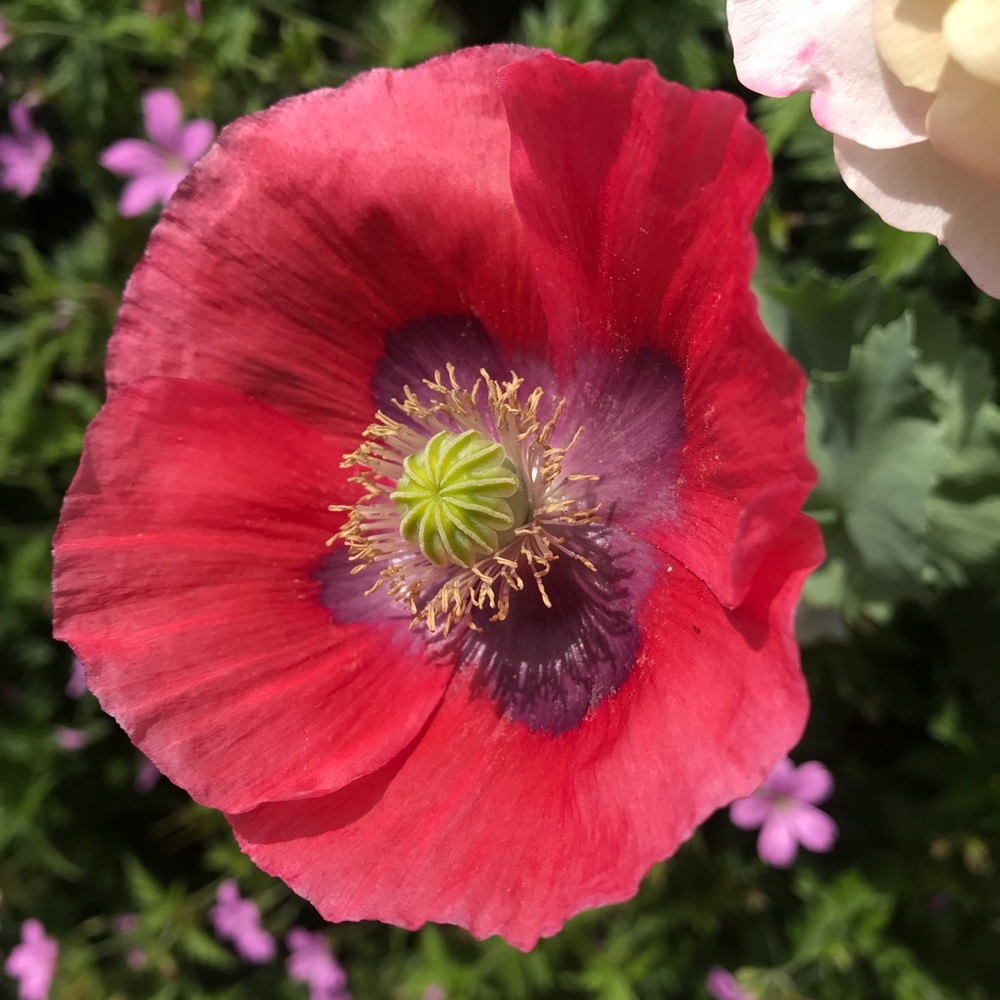 Meet your Posher, Zac